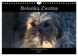Cover-Bild zum Titel 'Bolonka Zwetna 2027 (Wandkalender 2027 DIN A4 quer), CALVENDO Monatskalender' von 'Antonia Katharina Tessnow'