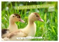 Entzückende Entenküken (Wandkalender 2024 DIN A2 quer), CALVENDO Monatskalender - Sabine Löwer