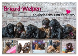 Briard-Welpen - Knuddelbären zum Verlieben (Tischkalender 2026 DIN A5 quer), CALVENDO Monatskalender - Sonja Teßen
