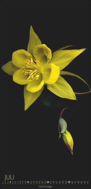 InsideView 7