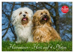 Havaneser - Herz auf 4 Pfoten (Wandkalender 2025 DIN A2 quer), CALVENDO Monatskalender - Sigrid Starick
