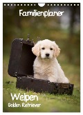 Familienplaner: Golden Retriever Welpen (Wandkalender 2025 DIN A4 hoch), CALVENDO Monatskalender - Anna Auerbach