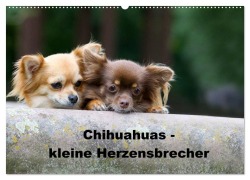 Cover-Bild zum Titel 'Chihuahuas - kleine Herzensbrecher (Wandkalender 2026 DIN A2 quer), CALVENDO Monatskalender' von 'Verena Scholze'