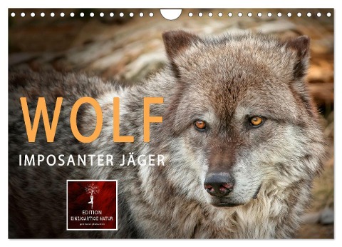 Wolf - Imposanter Jäger (Wandkalender 2024 DIN A4 quer), CALVENDO Monatskalender - Peter Roder