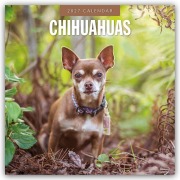 Cover-Bild zum Titel 'Chihuahuas - Chihuahua 2027 - 16-Monatskalender' von 'Robin Red'