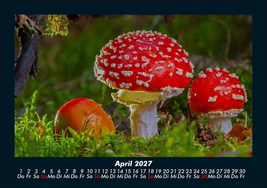 InsideView 8