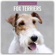 Fox Terriers - Foxterrier 2026 - 16-Monatskalender - Robin Red