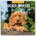 Cocker Spaniels - Cocker Spaniel 2025 - 16-Monatskalender - 