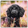 Poodle - Pudel 2025- 16-Monatskalender - Avonside Publishing Ltd