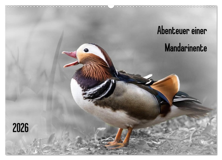 Abenteuer einer Mandarinente (Wandkalender 2026 DIN A2 quer), CALVENDO Monatskalender - LaPics LaPics