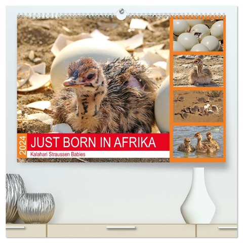 JUST BORN IN AFRIKA Kalahari Straussen Babies (hochwertiger Premium Wandkalender 2024 DIN A2 quer), Kunstdruck in Hochglanz - Barbara Fraatz