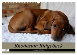 Rhodesian Ridgeback Augen-Blicke (Wandkalender 2025 DIN A3 quer), CALVENDO Monatskalender - Dagmar Behrens