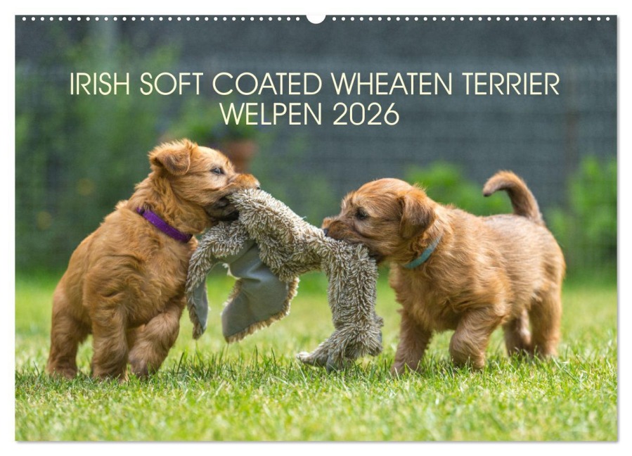 IRISH SOFT COATED WHEATEN TERRIER WELPEN 2026 (Wandkalender 2026 DIN A2 quer), CALVENDO Monatskalender - Annett Mirsberger