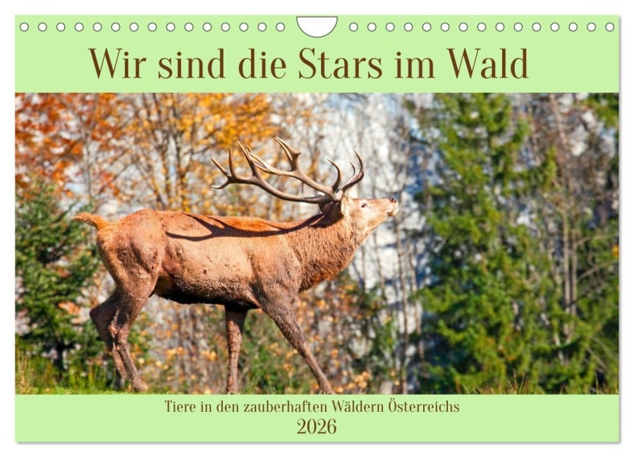 Wir sind die Stars im Wald (Wandkalender 2026 DIN A4 quer), CALVENDO Monatskalender - Christa Kramer