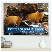 Frettchen und Marder. Frech, witzig, niedlich (hochwertiger Premium Wandkalender 2026 DIN A2 quer), Kunstdruck in Hochglanz - Elisabeth Stanzer