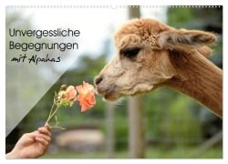Unvergessliche Begegnungen mit Alpakas (Wandkalender 2026 DIN A2 quer), CALVENDO Monatskalender - Heidi Rentschler