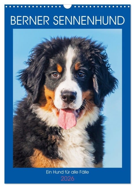 Berner Sennenhund - Ein Hund für alle Fälle (Wandkalender 2026 DIN A3 hoch), CALVENDO Monatskalender - Sigrid Starick