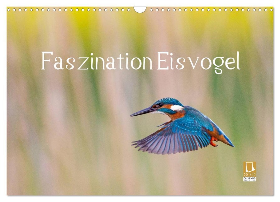 Faszination Eisvogel (Wandkalender 2026 DIN A3 quer), CALVENDO Monatskalender - Wilfried Martin