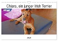 Chiara, ein junger Irish Terrier (Wandkalender 2024 DIN A4 quer), CALVENDO Monatskalender - Claudia Schimon