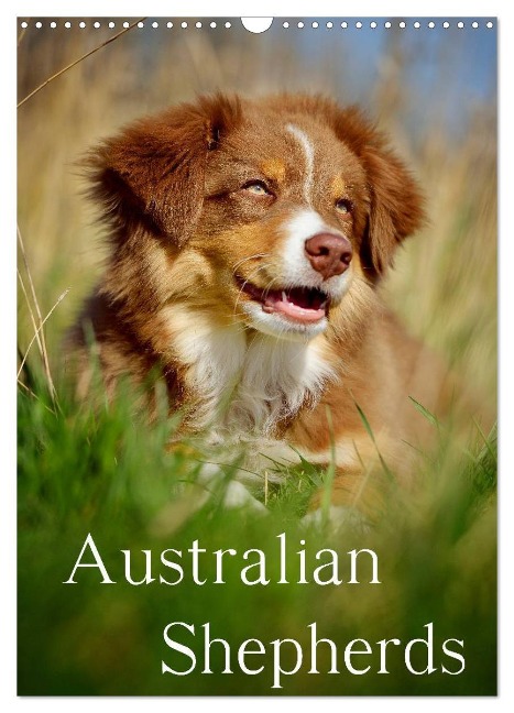 Australian Shepherds (Wandkalender 2025 DIN A3 hoch), CALVENDO Monatskalender - Nicole Noack