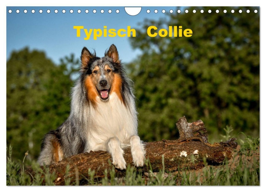 Typisch Collie (Wandkalender 2026 DIN A4 quer), CALVENDO Monatskalender - Yvonne Janetzek
