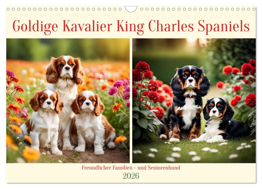 Goldige Kavalier King Charles Spaniels (Wandkalender 2026 DIN A3 quer), CALVENDO Monatskalender - Claudia Kleemann