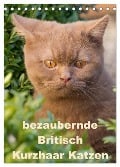 bezaubernde Britisch Kurzhaar Katzen (Tischkalender 2024 DIN A5 hoch), CALVENDO Monatskalender - Fotodesign Verena Scholze