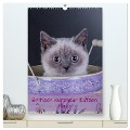 Britisch Kurzhaar Katzen - Planer (hochwertiger Premium Wandkalender 2025 DIN A2 hoch), Kunstdruck in Hochglanz - Gabriela Wejat-Zaretzke
