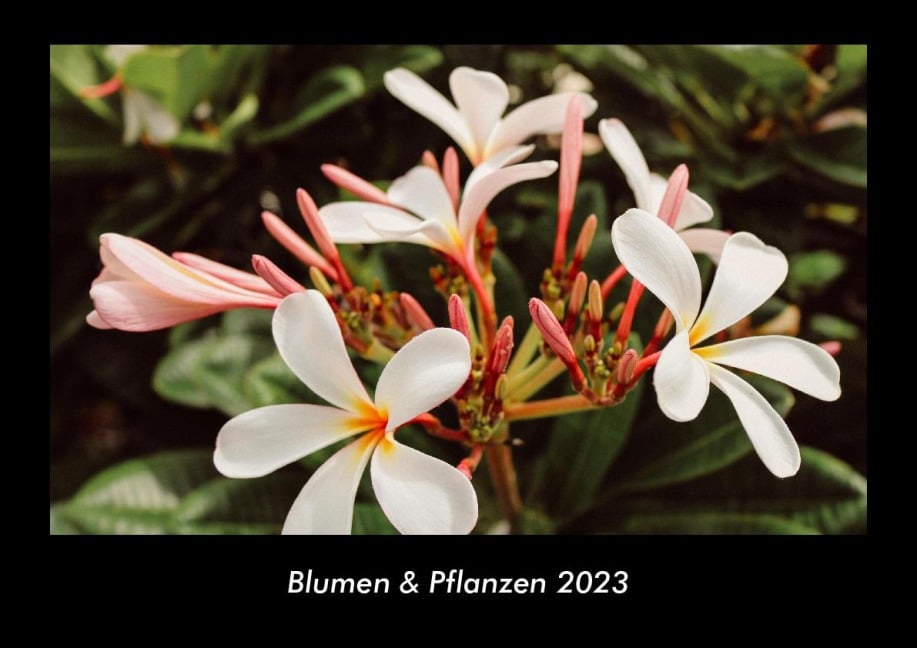 Blumen & Pflanzen 2023 Fotokalender DIN A3 - Tobias Becker