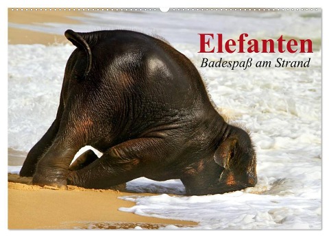 Elefanten. Badespaß am Strand (Wandkalender 2024 DIN A2 quer), CALVENDO Monatskalender - Elisabeth Stanzer