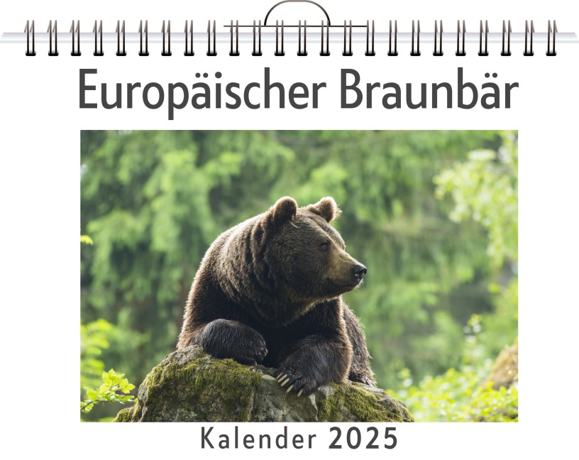 Europäischer Braunbär - Eva Klein