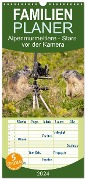 Familienplaner 2024 - Alpenmurmeltiere - Stars vor der Kamera mit 5 Spalten (Wandkalender, 21 x 45 cm) CALVENDO - Johann Schoerkhuber