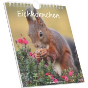 Eichhörnchen 2026 - Postkartenkalender im Format 16 x 17 - 