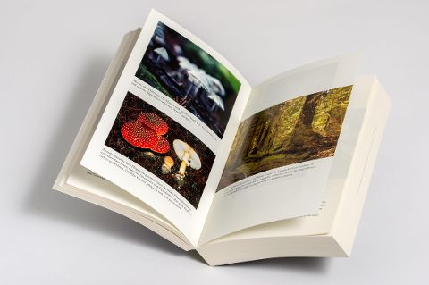 InsideView 5