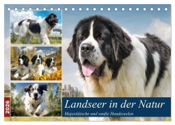 Landseer in der Natur. Majestätische und sanfte Hundeseelen (Tischkalender 2026 DIN A5 quer), CALVENDO Monatskalender - Rose Hurley