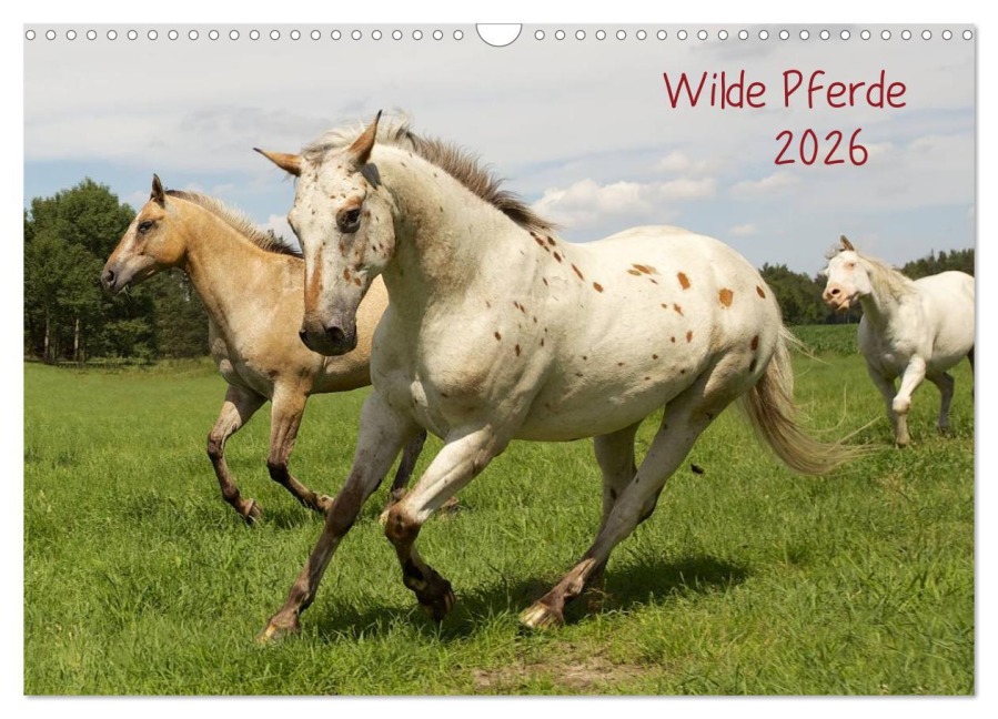 Wilde Pferde (Wandkalender 2026 DIN A3 quer), CALVENDO Monatskalender - Jens Kalanke