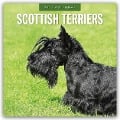 Scottish Terrier - Scotchterrier 2025 - 16-Monatskalender - 