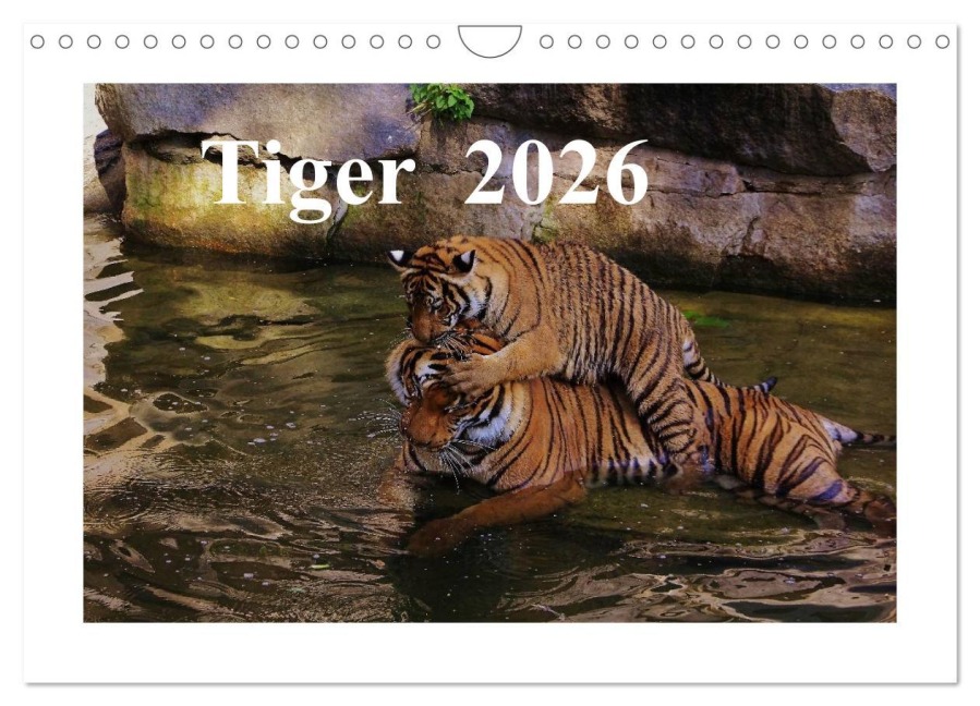 Tiger 2026 (Wandkalender 2026 DIN A4 quer), CALVENDO Monatskalender - Jörg Hennig
