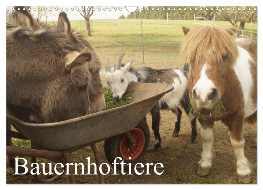 Bauernhoftiere (Wandkalender 2026 DIN A3 quer), CALVENDO Monatskalender - Michael Gsödl