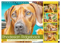 Rhodesian Ridgeback. Kraft und Sanftmut in vollkommener Balance (Wandkalender 2026 DIN A4 quer), CALVENDO Monatskalender - Rose Hurley