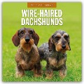 Wire-Haired Dachshunds - Rauhaardackel 2025 - 16-Monatskalender - 