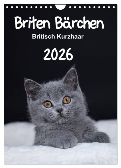 Briten Bärchen - Britisch Kurzhaar 2026 (Wandkalender 2026 DIN A4 hoch), CALVENDO Monatskalender - Heidi Bollich