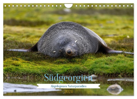 Südgeorgien - Abgelegenes Naturparadies (Wandkalender 2024 DIN A4 quer), CALVENDO Monatskalender - Thorsten Jürs