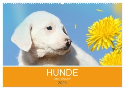 Cover-Bild zum Titel 'HUNDE LEBEN IST BUNT (Wandkalender 2026 DIN A2 quer), CALVENDO Monatskalender' von 'Petra Eckerl Tierfotografie'