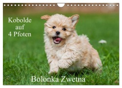 Cover-Bild zum Titel 'Kobolde auf 4 Pfoten - Bolonka Zwetna (Wandkalender 2026 DIN A4 quer), CALVENDO Monatskalender' von 'Sigrid Starick'