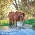 Ponys 2025 - Broschürenkalender 30x30 cm (30x60 geöffnet) - Kalender mit Platz für Notizen - Ponies - Bildkalender - Wandplaner - Pferdekalender - 