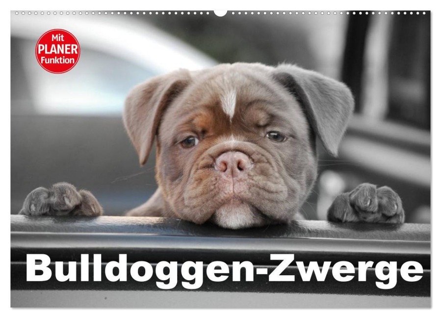 Bulldoggen-Zwerge (Wandkalender 2025 DIN A2 quer), CALVENDO Monatskalender - Elisabeth Stanzer