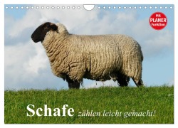 Schafe zählen leicht gemacht! (Wandkalender 2026 DIN A4 quer), CALVENDO Monatskalender - Elisabeth Stanzer
