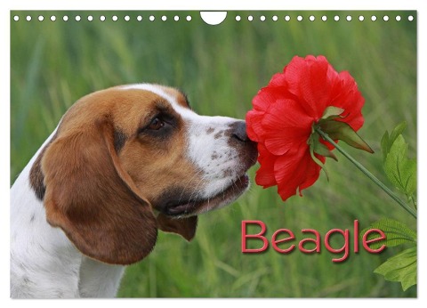 Beagle (Wandkalender 2024 DIN A4 quer), CALVENDO Monatskalender - Pferdografen. De Antje Lindert-Rottke Martina Berg
