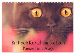 Britisch Kurzhaar Katzen - Poesie fürs Auge (Wandkalender 2025 DIN A3 quer), CALVENDO Monatskalender - Janina Bürger Wabi-Sabi Tierfotografie